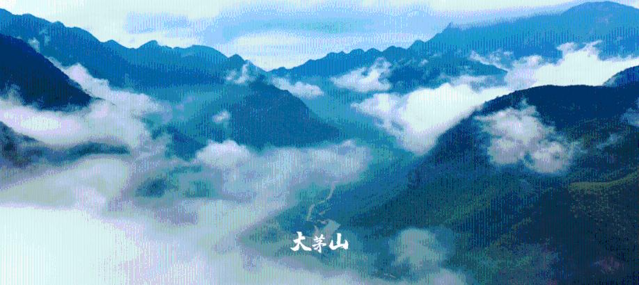 动物帮帮忙保卫家园